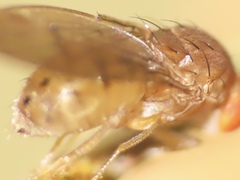 Drosophila tripunctata