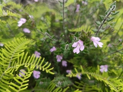 Prostanthera densa