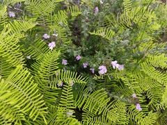 Prostanthera densa