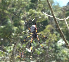 Nephila comorana