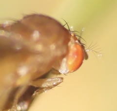 Drosophila tripunctata