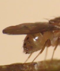 Drosophila tripunctata
