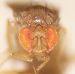 Drosophila tripunctata