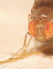 Drosophila tripunctata