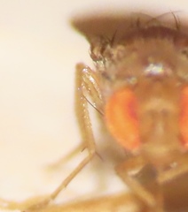 Drosophila tripunctata