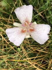 Calochortus striatus