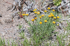 Erigeron aphanactis aphanactis