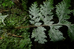 Hymenophyllum scabrum
