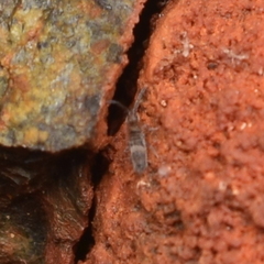 Entomobrya griseoolivata