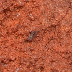 Entomobrya griseoolivata