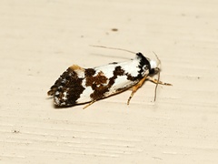Machetis aphrobola