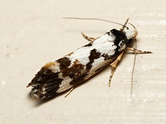 Machetis aphrobola