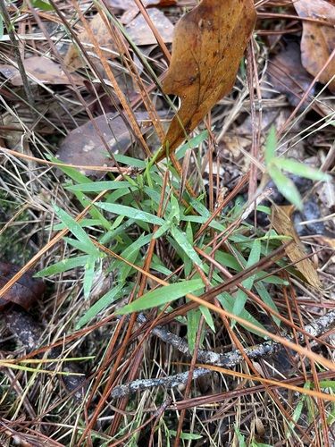 Image of Dichanthelium patulum by (c) Brandon Corder, some rights reserved (CC BY)
