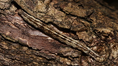 Bastilla fulvotaenia
