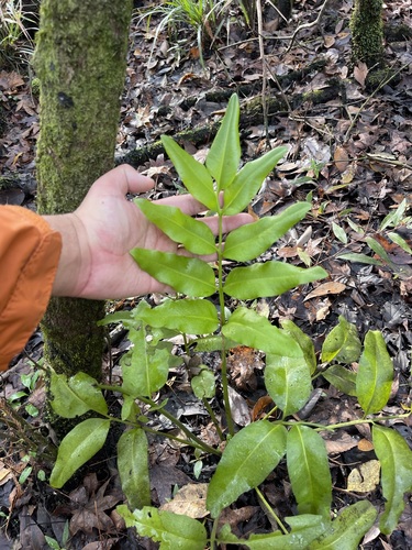 Inland leatherfern (Acrostichum danaeifolium)