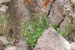 Erigeron nauseosus