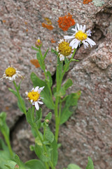 Erigeron nauseosus