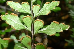 Lindsaea trichomanoides