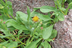 Erigeron nauseosus