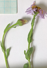 Erigeron nauseosus