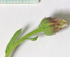 Erigeron nauseosus