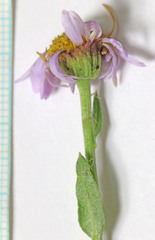 Erigeron nauseosus