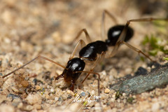 Camponotus elegans