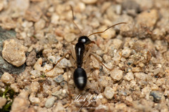 Camponotus elegans