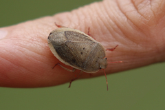 Delegorguella ventralis