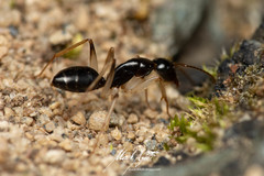 Camponotus elegans