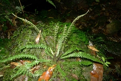 Blechnum × aggregatum