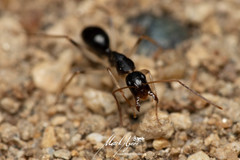 Camponotus elegans