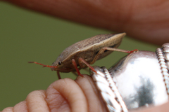 Delegorguella ventralis