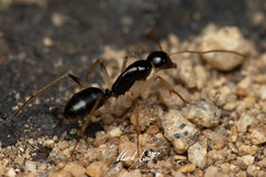 Camponotus elegans