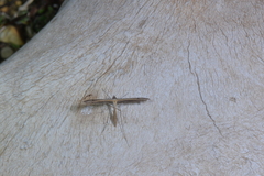 Stenoptilia stigmatodactyla