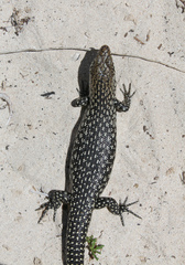 King's Skink photo 5