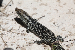 King's Skink photo 3