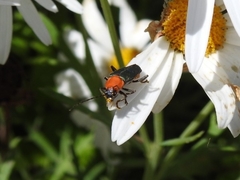 Chauliognathus tricolor