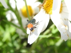 Chauliognathus tricolor
