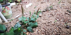 Plantago asiatica