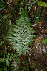 Polystichum silvaticum