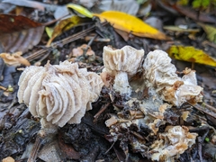 Hypomyces tubariicola