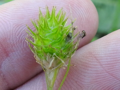 Carex tetrastachya