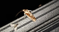 Lichenaula undulatella