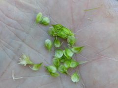 Carex tetrastachya