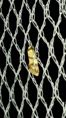 Psaroxantha calligenes