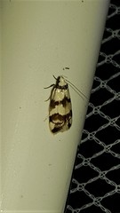 Chezala brachypepla