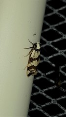 Chezala brachypepla