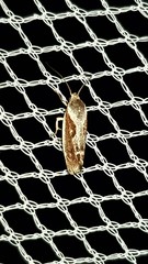 Lichenaula undulatella