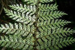 Polystichum silvaticum